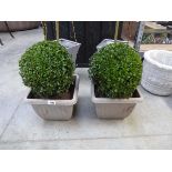 Pair of potted buxus ball shrubs