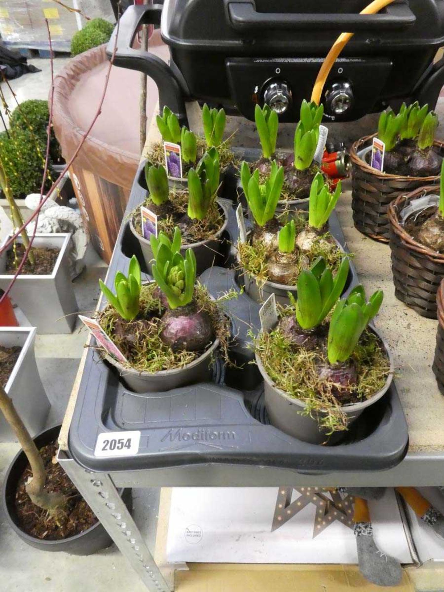 6 potted mixed hyacinths