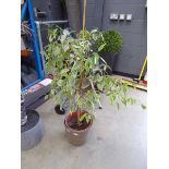 Potting weeping tree