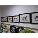 +VAT Set of 9 framed and glazed prints - lionesses, jaguar, tiger and zebra