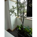 +VAT Artificial olive tree in black glazed planter (A/F)