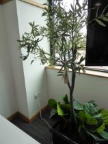 +VAT Artificial olive tree in black glazed planter (A/F)