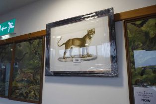 +VAT Set of four framed and glazed prints, tiger, lioness, cheetah, and cougar