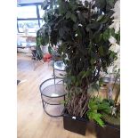 +VAT 3 large potted artificial weeping figs - 1 in black glazed planter