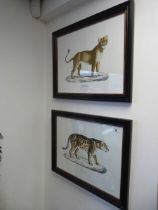 +VAT Pair of black framed and glazed prints 'Jaguar and Lioness'