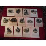 13 X Plates Illustrative of Natural History - Josiah Wood Whymper - Double Sided & Laid On Linen...