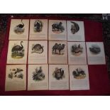 13 X Plates Illustrative of Natural History - Josiah Wood Whymper - Double Sided On Linen - 1843