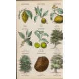 Rare James Reynolds Antique Vegetable, Tree & Plant Kingdom 6.