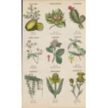 Rare James Reynolds Antique Vegetable, Tree & Plant Kingdom 5.