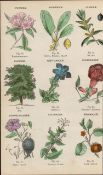 Rare James Reynolds Antique Vegetable, Tree & Plant Kingdom 4