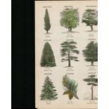 Rare James Reynolds Antique Vegetable, Tree & Plant Kingdom 12.