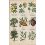 Rare James Reynolds Antique Vegetable, Tree & Plant Kingdom 13.