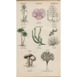 Rare James Reynolds Antique Vegetable, Tree & Plant Kingdom 1.