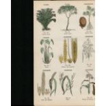 Rare James Reynolds Antique Vegetable, Tree & Plant Kingdom 10.