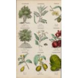 Rare James Reynolds Antique Vegetable, Tree & Plant Kingdom 2.