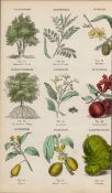 Rare James Reynolds Antique Vegetable, Tree & Plant Kingdom 2.