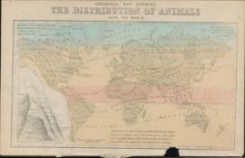 Rare James Reynolds Antique Distribution of Animals Over the World.