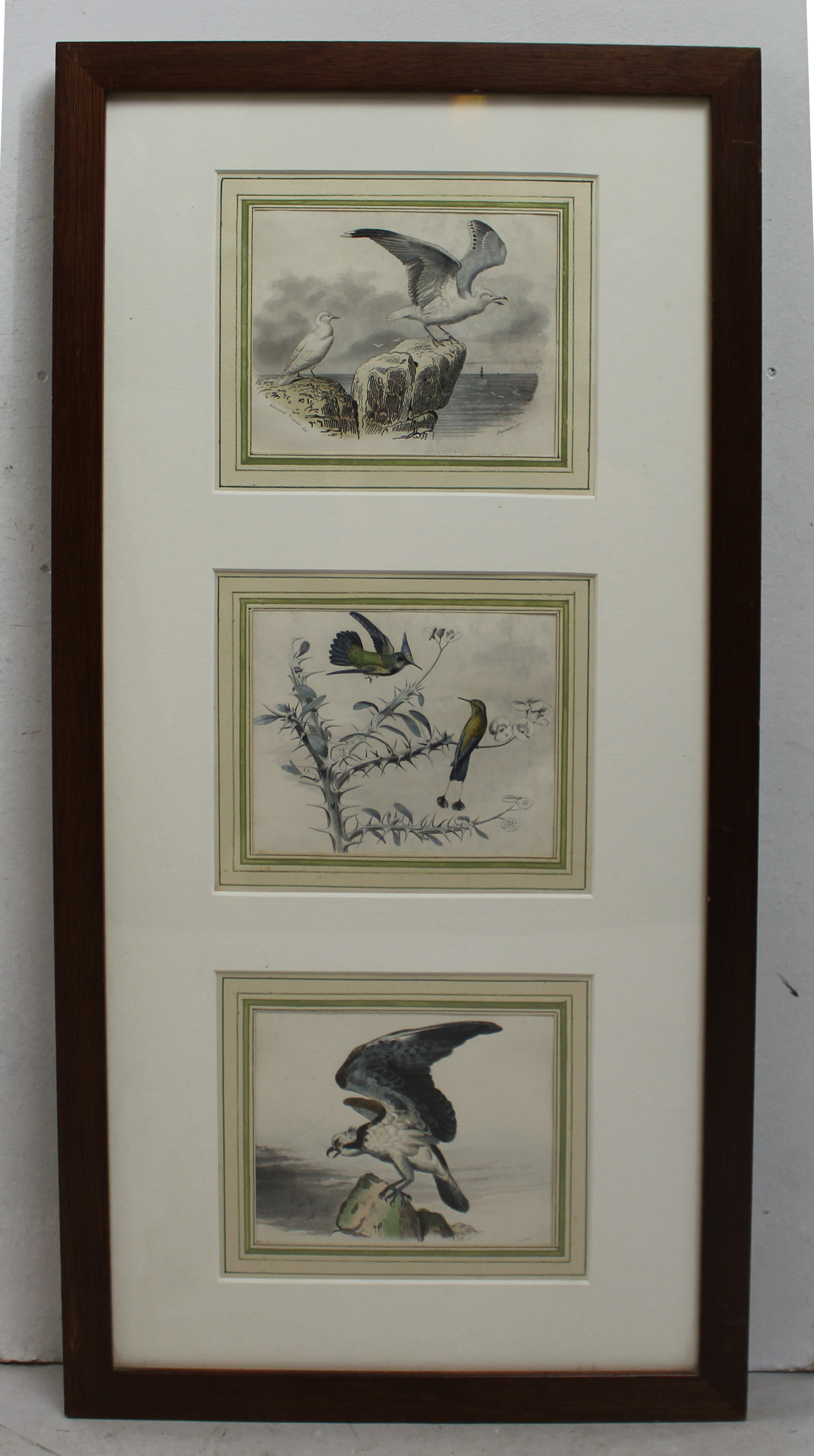 Natural History Hand Coloured Engravings Signed.