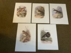 Vintage Wild Bird Prints Collection Five