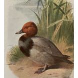 Vintage Wild Bird Framed Print