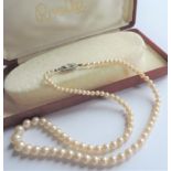 Vintage 17 inch Single Strand Rosita Pearl Necklace with Presentation Box