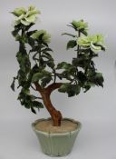 Jade Bonsai Plant
