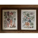 Set of Two Framed Botanical Prints