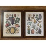 Pair of Beautifully Framed, Vintage, Botanical Prints