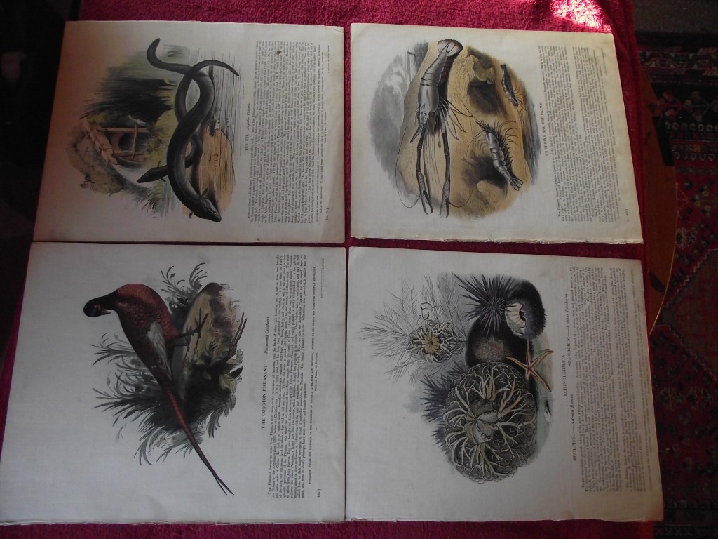 14 X Plates Illustrative of Natural History - Josiah Wood Whymper - 1843 - Image 8 of 13