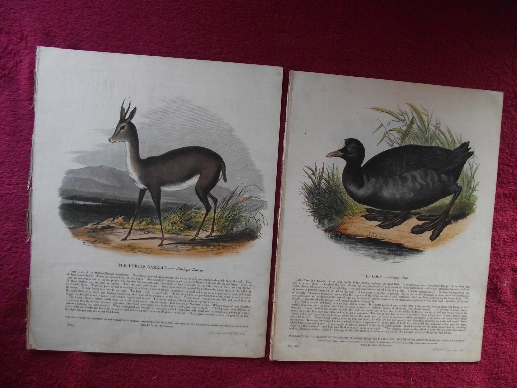 14 X Plates Illustrative of Natural History - Josiah Wood Whymper - 1843 - Image 9 of 13