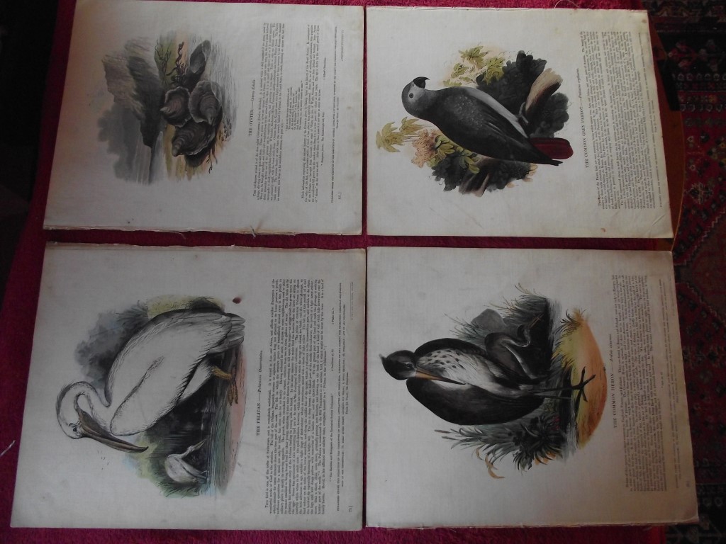 14 X Plates Illustrative of Natural History - Josiah Wood Whymper - 1843 - Image 3 of 13