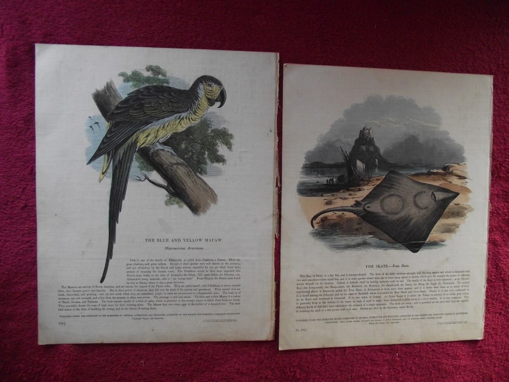 14 X Plates Illustrative of Natural History - Josiah Wood Whymper - 1843 - Image 10 of 13