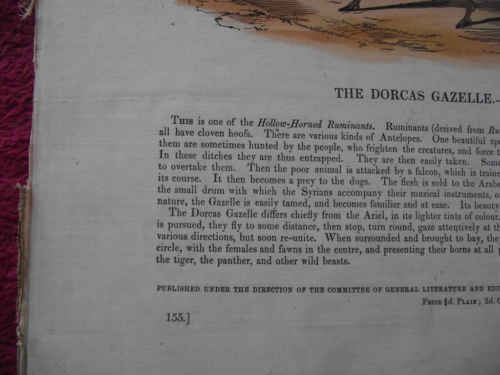 14 X Plates Illustrative of Natural History - Josiah Wood Whymper - 1843 - Image 13 of 13