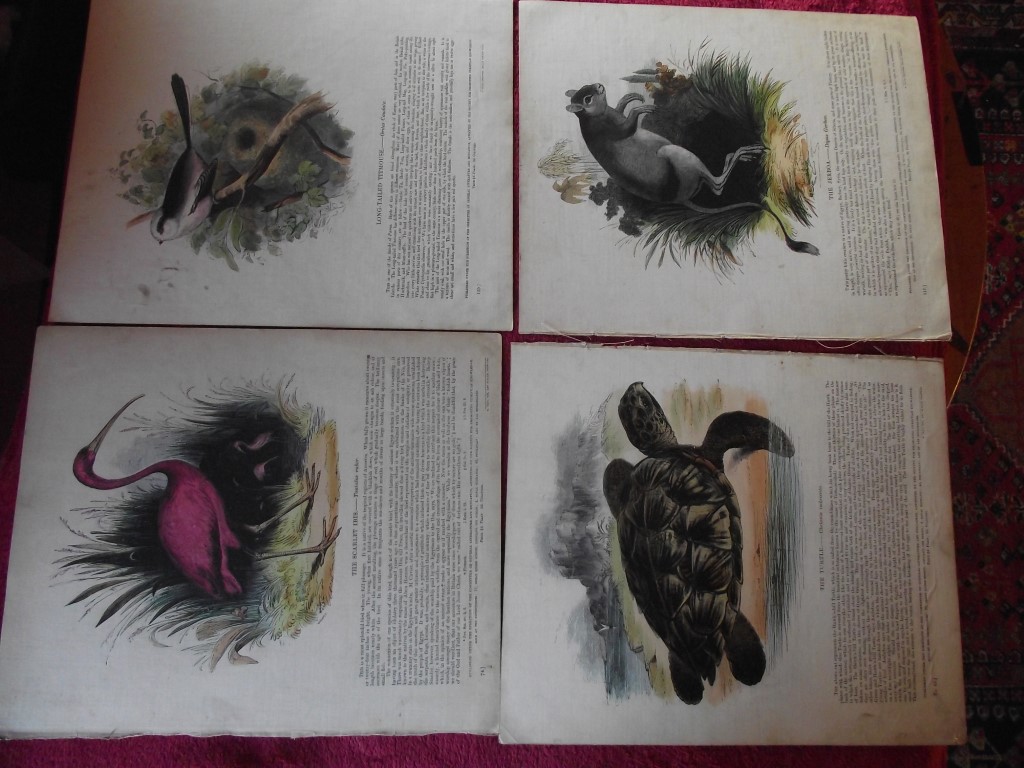 14 X Plates Illustrative of Natural History - Josiah Wood Whymper - 1843 - Image 4 of 13