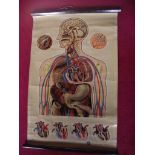 Vintage J. Teck St Johns Anatomical Chart - Circa 1950's