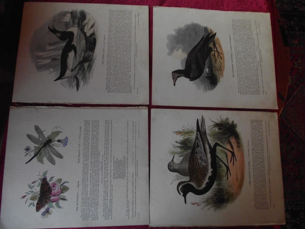 14 X Plates Illustrative of Natural History - Josiah Wood Whymper - 1843 - Image 5 of 13