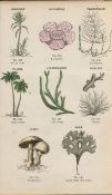 Rare James Reynolds Antique Vegetable, Tree & Plant Kingdom 1.