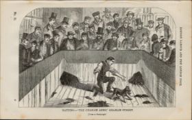 London Rat-Killing Betting Rare Antique 1864 Henry Mayhew Print.