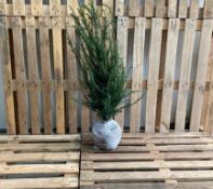 Yew Taxus 80-100 80x