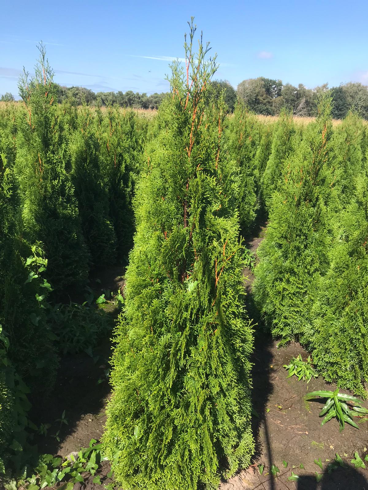 Conifers Thuja Smaragd 150-175 30x