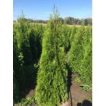 Conifers Thuja Smaragd 150-175 30x