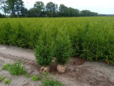 Conifers Thuja Brabant 120-140 80x