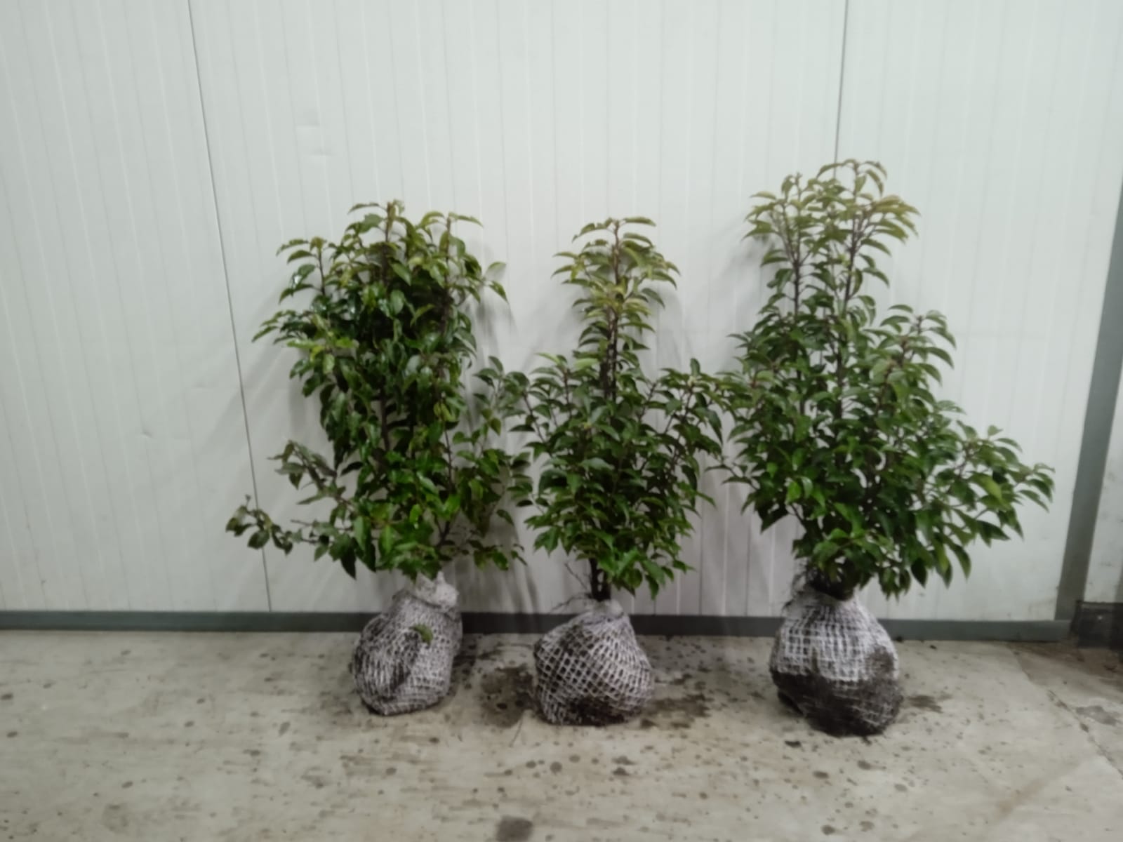 Portugese Laurel 60-80 100x