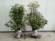 Portugese Laurel 60-80 100x