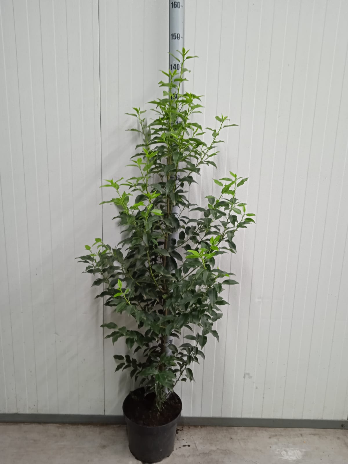 Portugese Laurel 100cm 60x