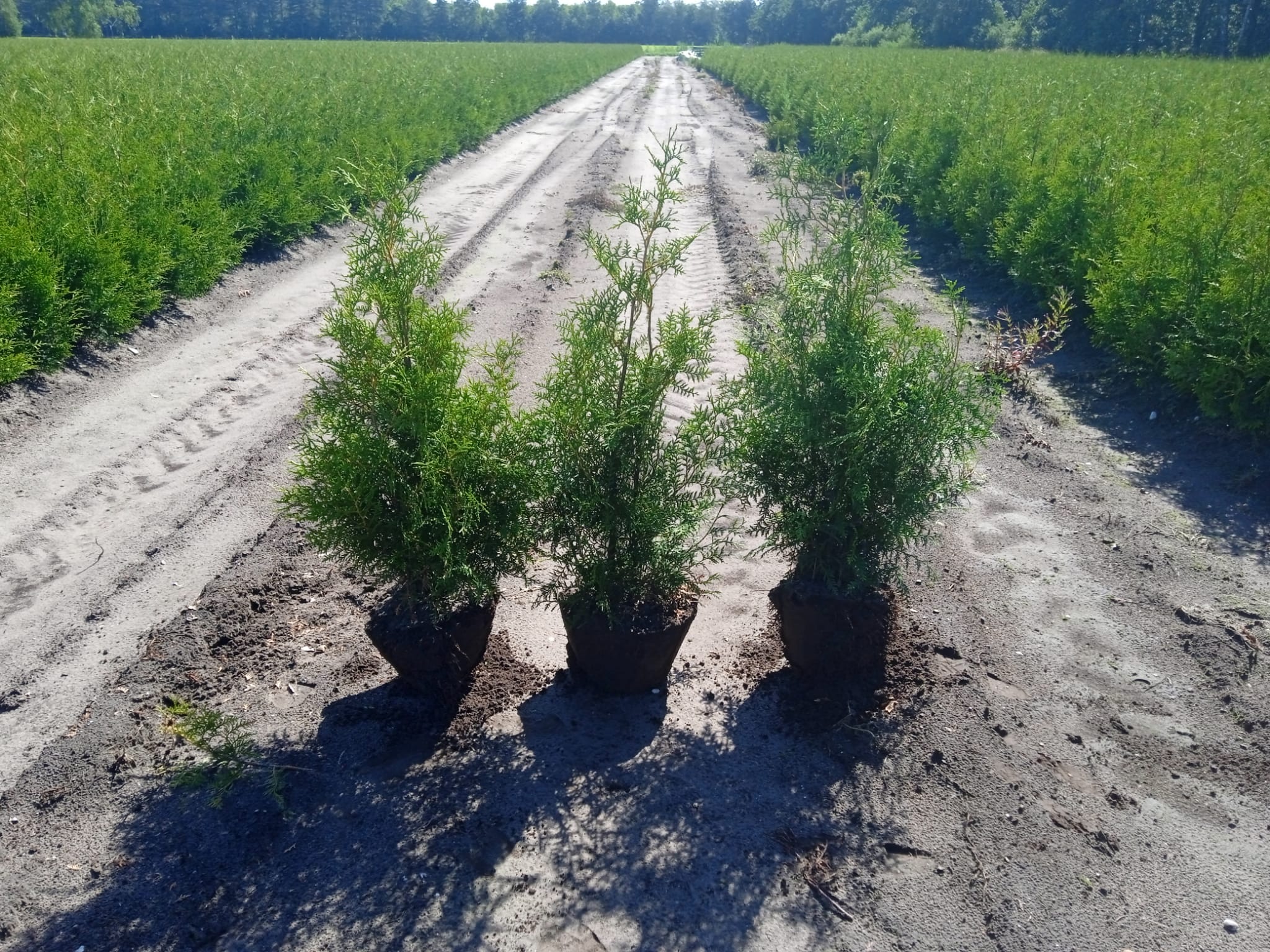 Conifers Thuja Brabant 70-90 200x