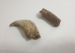 Fossilized Dinosaur Claw / Teeth and Part of A Bone