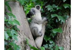 Koala Sitting On Branch Garden Ornament
