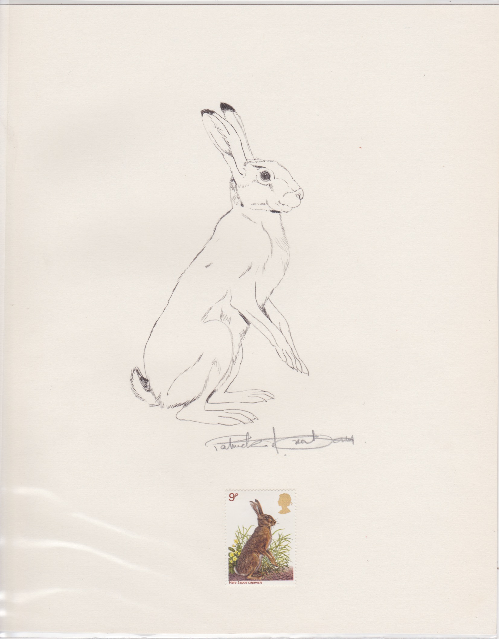 G.B. - Queen Elizabeth II 1977 British Wildlife Issue Pencil Drawing of A Hare On Paper, Drawn An...