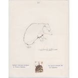 G.B. - Queen Elizabeth II 1977 British Wildlife Issue Pencil Drawing of A Hedgehog On Paper, Dra...